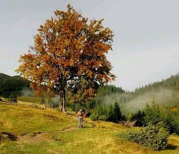 Фотографии Мини-отель Kreitser г. Лазещина (Украина) №5 Фото Мини-отель Kreitser г. Лазещина 5
