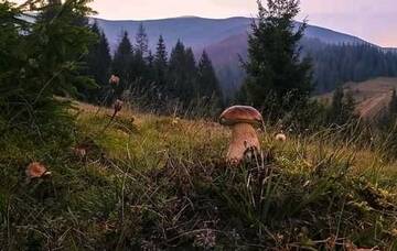 Фотографии Мини-отель Kreitser г. Лазещина (Украина) №3 Фото Мини-отель Kreitser г. Лазещина 3
